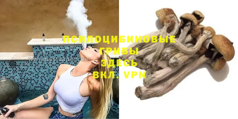 Галлюциногенные грибы Cubensis  Гатчина 